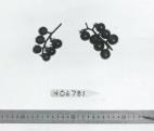 FRUIT